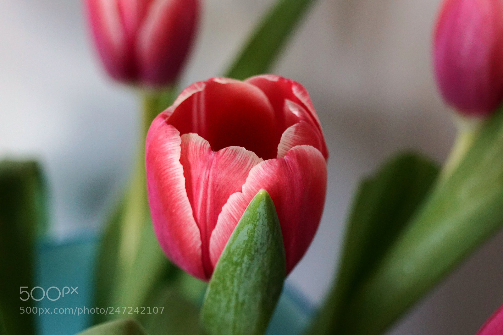Sony SLT-A68 sample photo. Tulips in a vase photography