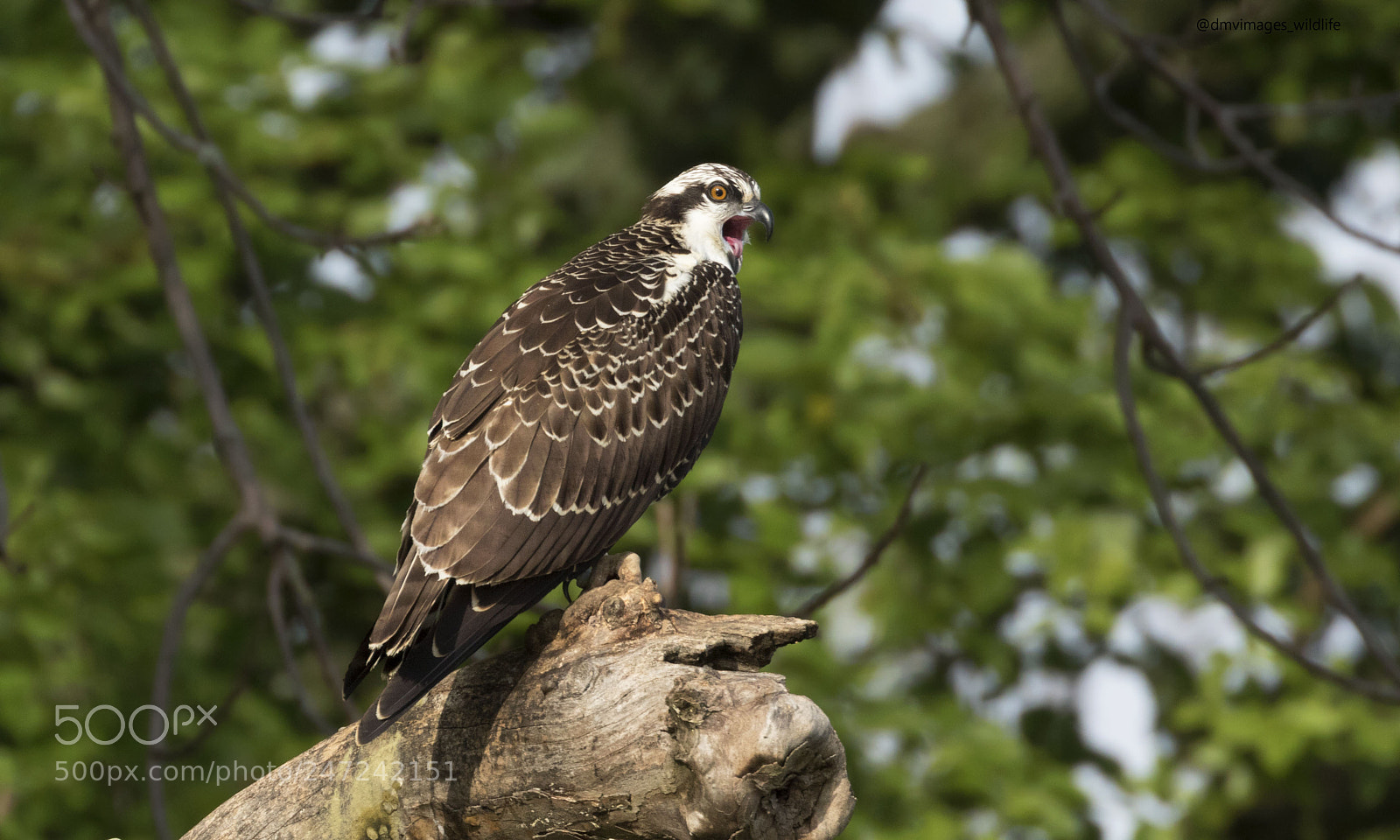 Canon EOS 7D Mark II sample photo. Juvenile osprey photography