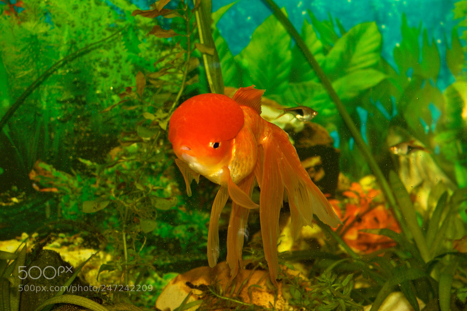 Canon EOS 50D sample photo. Aquarium photography