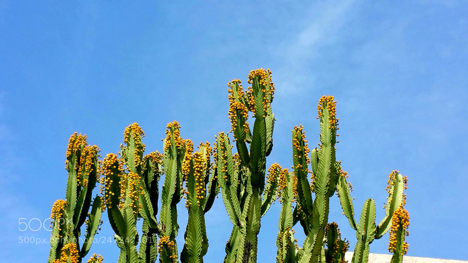 Samsung Galaxy Note4 sample photo. Green cactus yellow buds photography