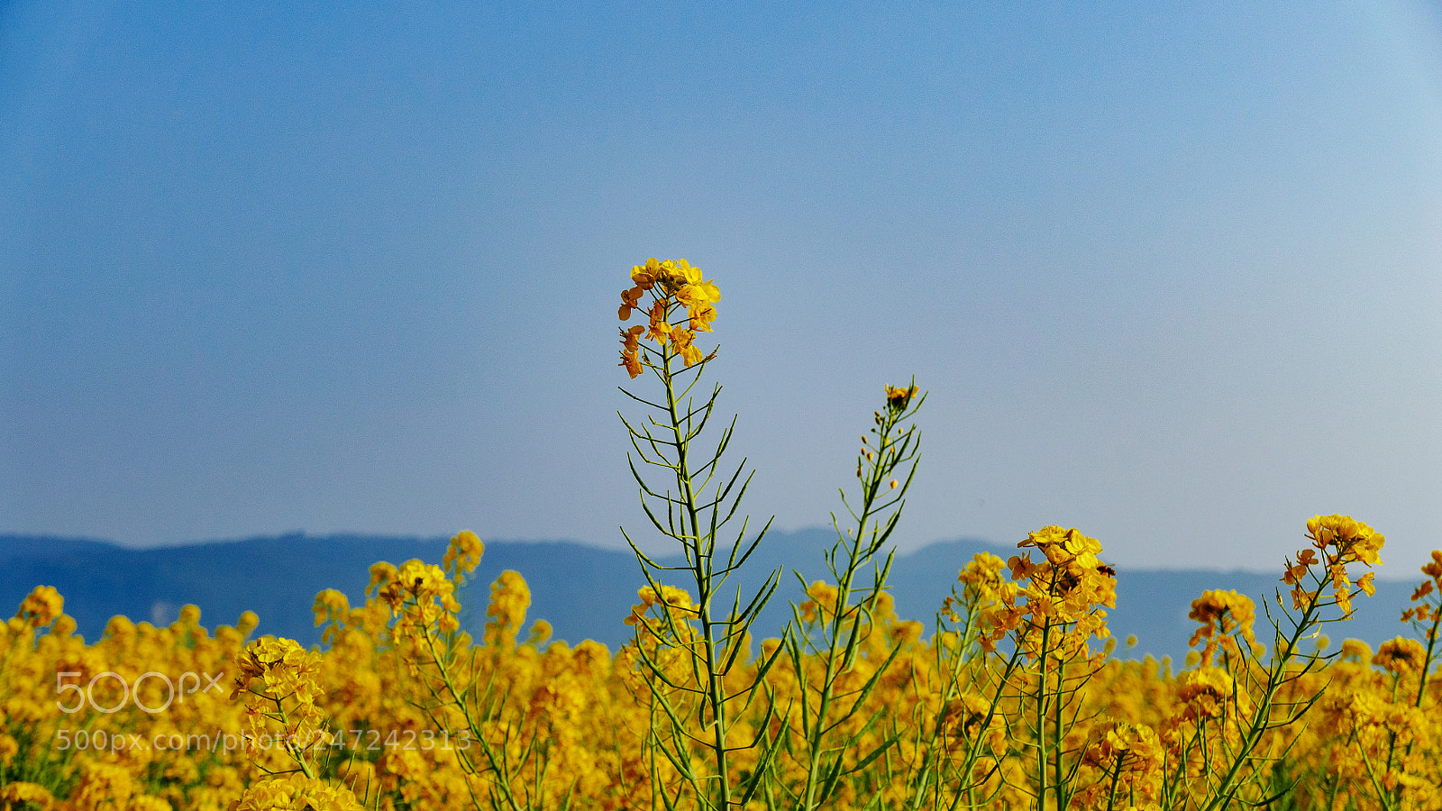 Panasonic Lumix DMC-LX100 sample photo. Yellow field photography