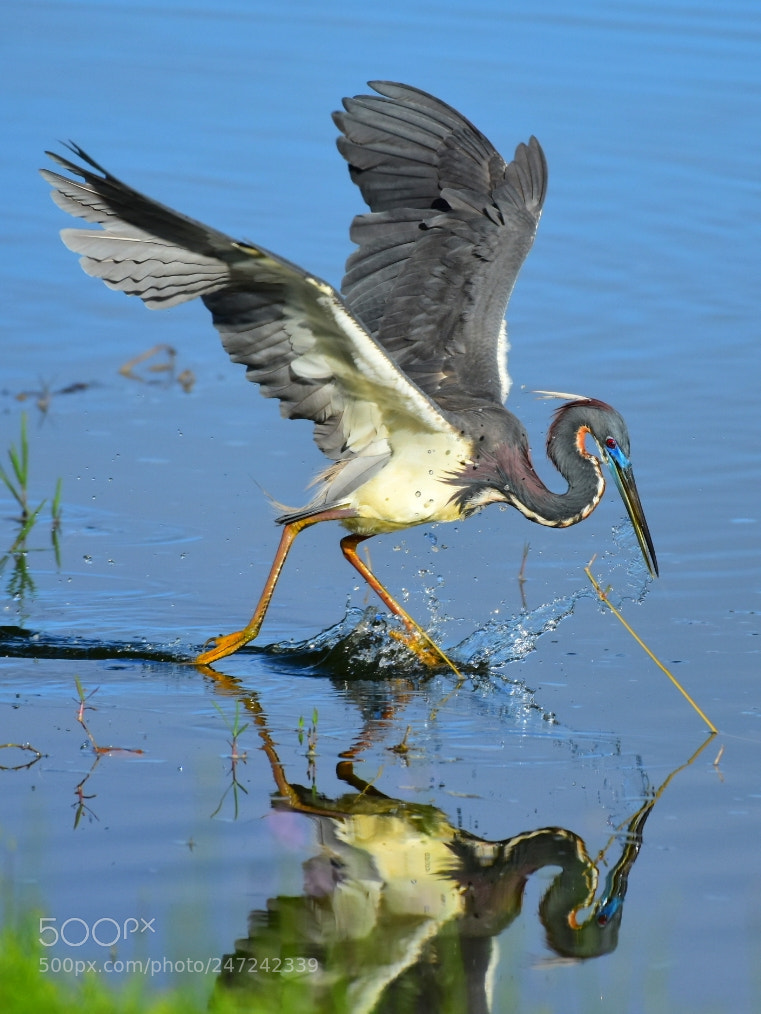 Nikon D7200 sample photo. Heron 26 - the pursuit photography