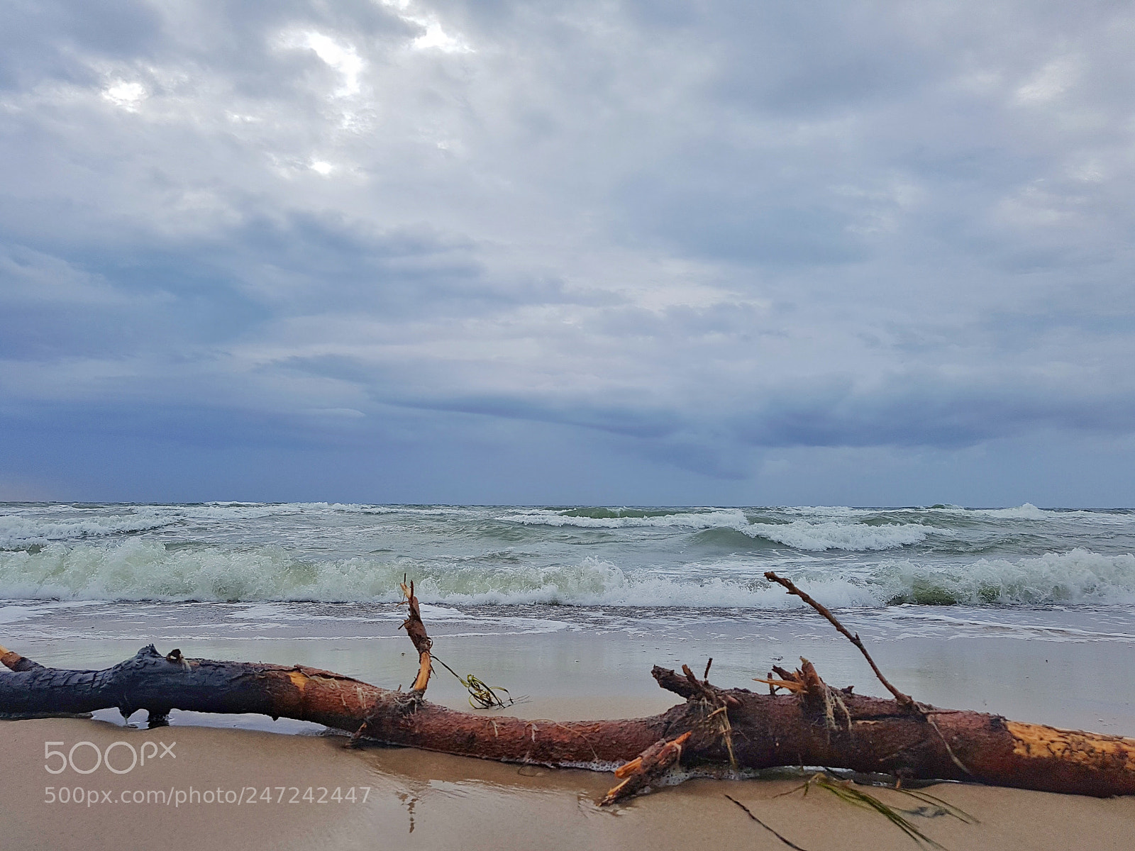 Samsung Galaxy S7 sample photo. Treibholz photography
