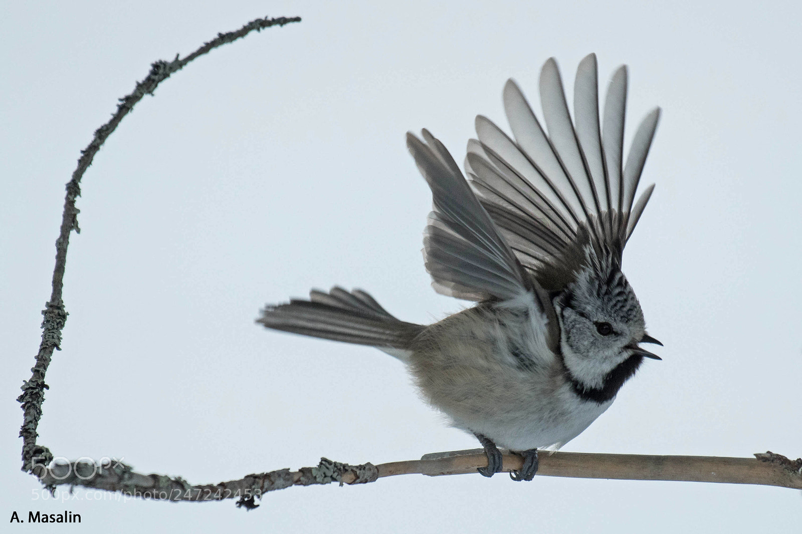 Nikon D500 sample photo. Crested tit photography
