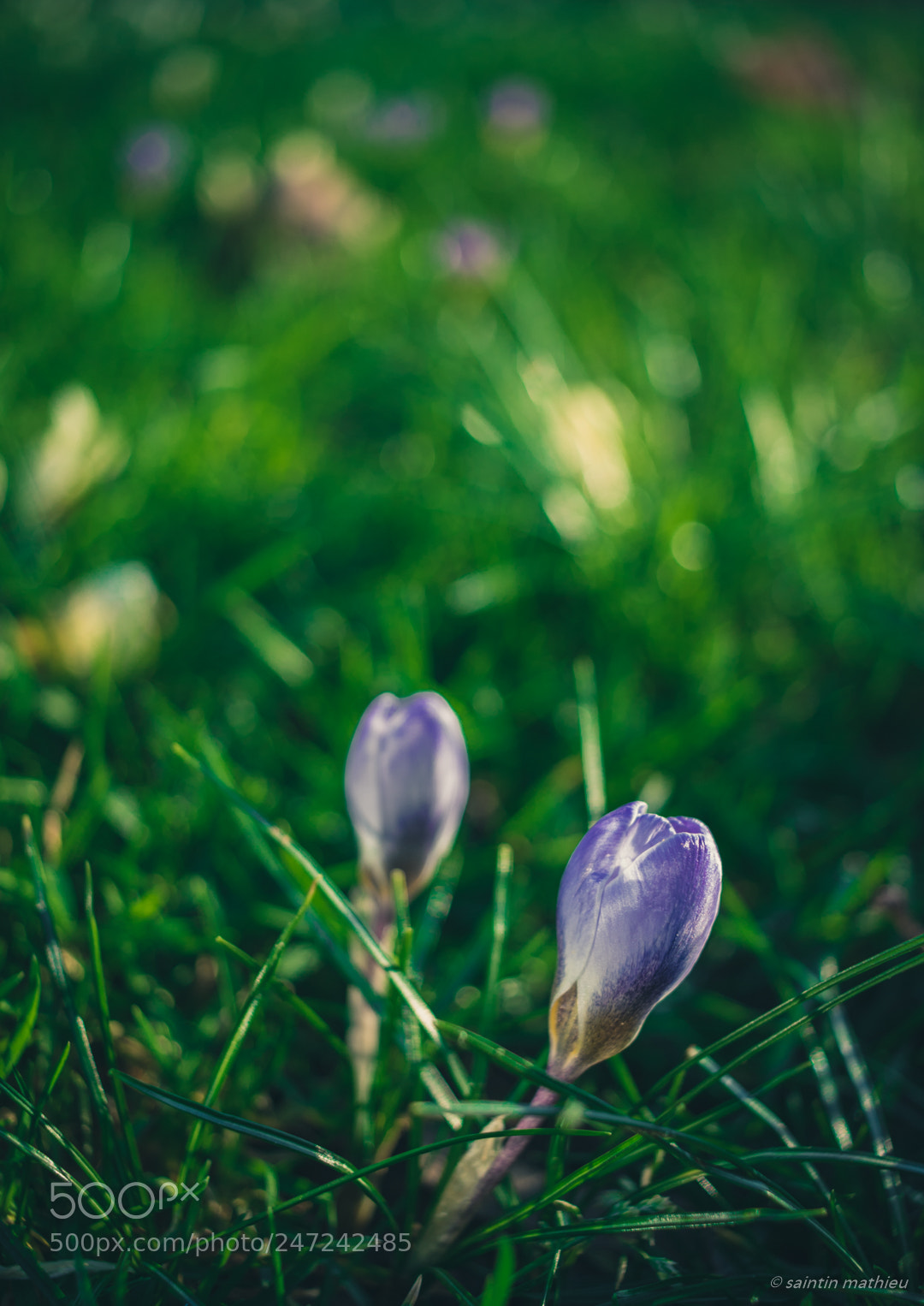 Canon EOS 7D Mark II sample photo. Crocus 5 photography