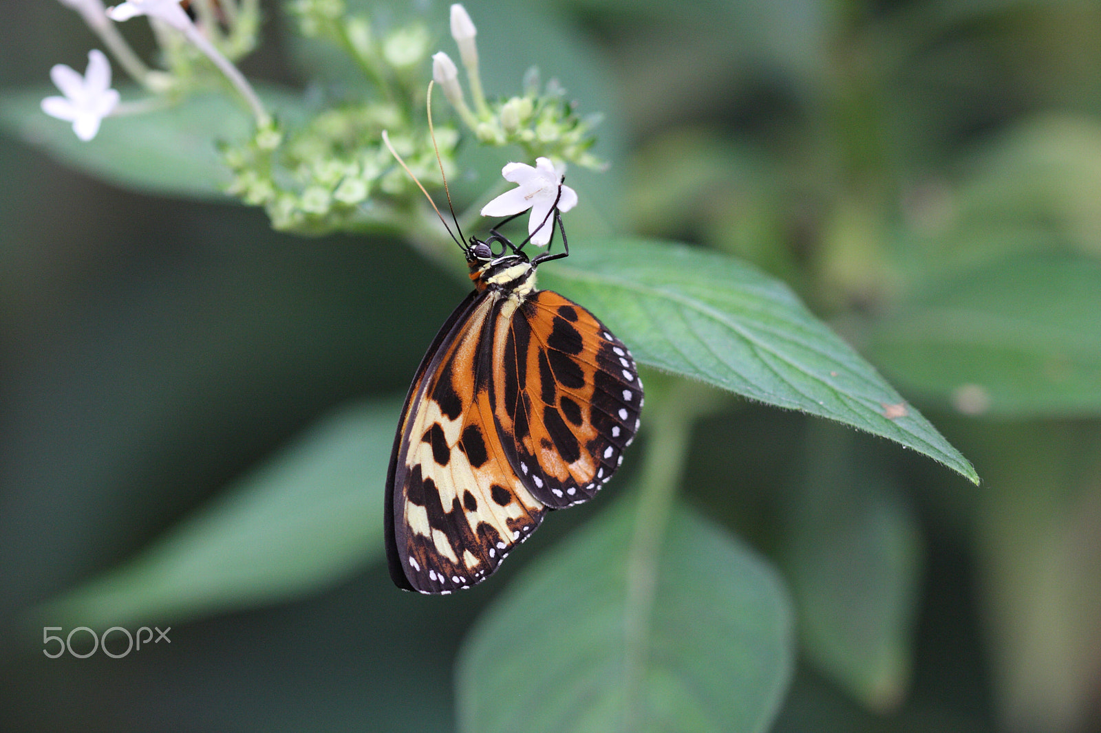 Canon EF 100mm F2.8 Macro USM sample photo. Butterfly photography