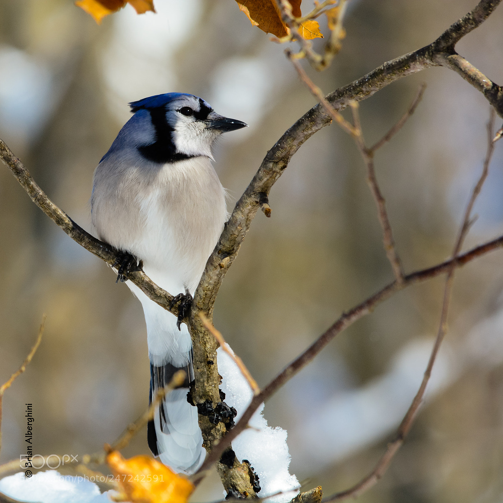 Nikon D7100 sample photo. Bluejay photography