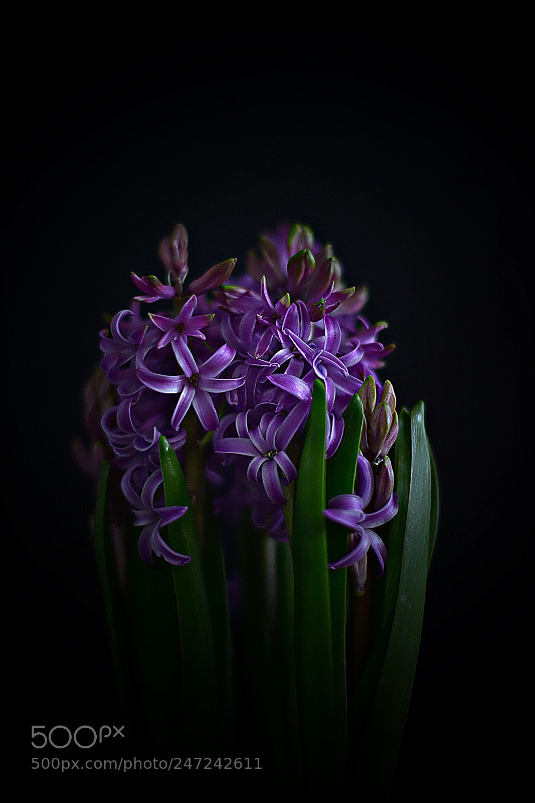Nikon D800E sample photo. Гиацинты photography