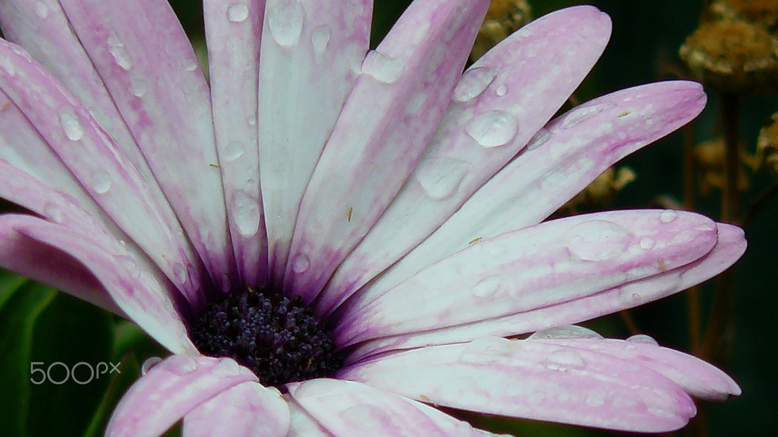 Panasonic DMC-FZ8 sample photo. Dark daisy photography
