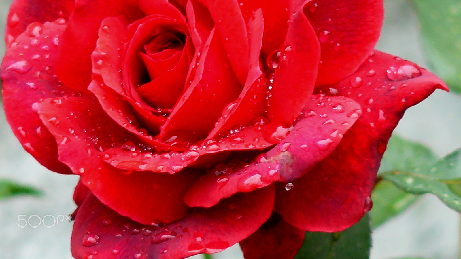 Panasonic DMC-FZ8 sample photo. Rainy rose photography