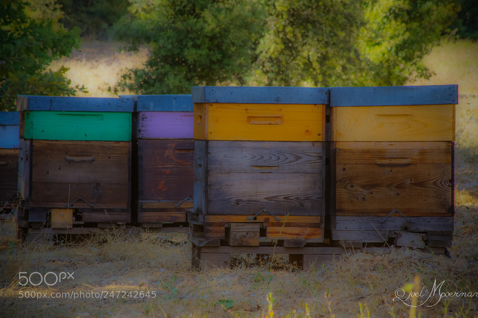 Sony SLT-A77 sample photo. The house of bees ! photography
