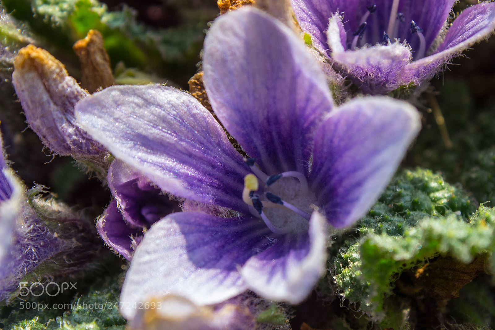 Canon EOS 600D (Rebel EOS T3i / EOS Kiss X5) sample photo. Diluted indigo photography