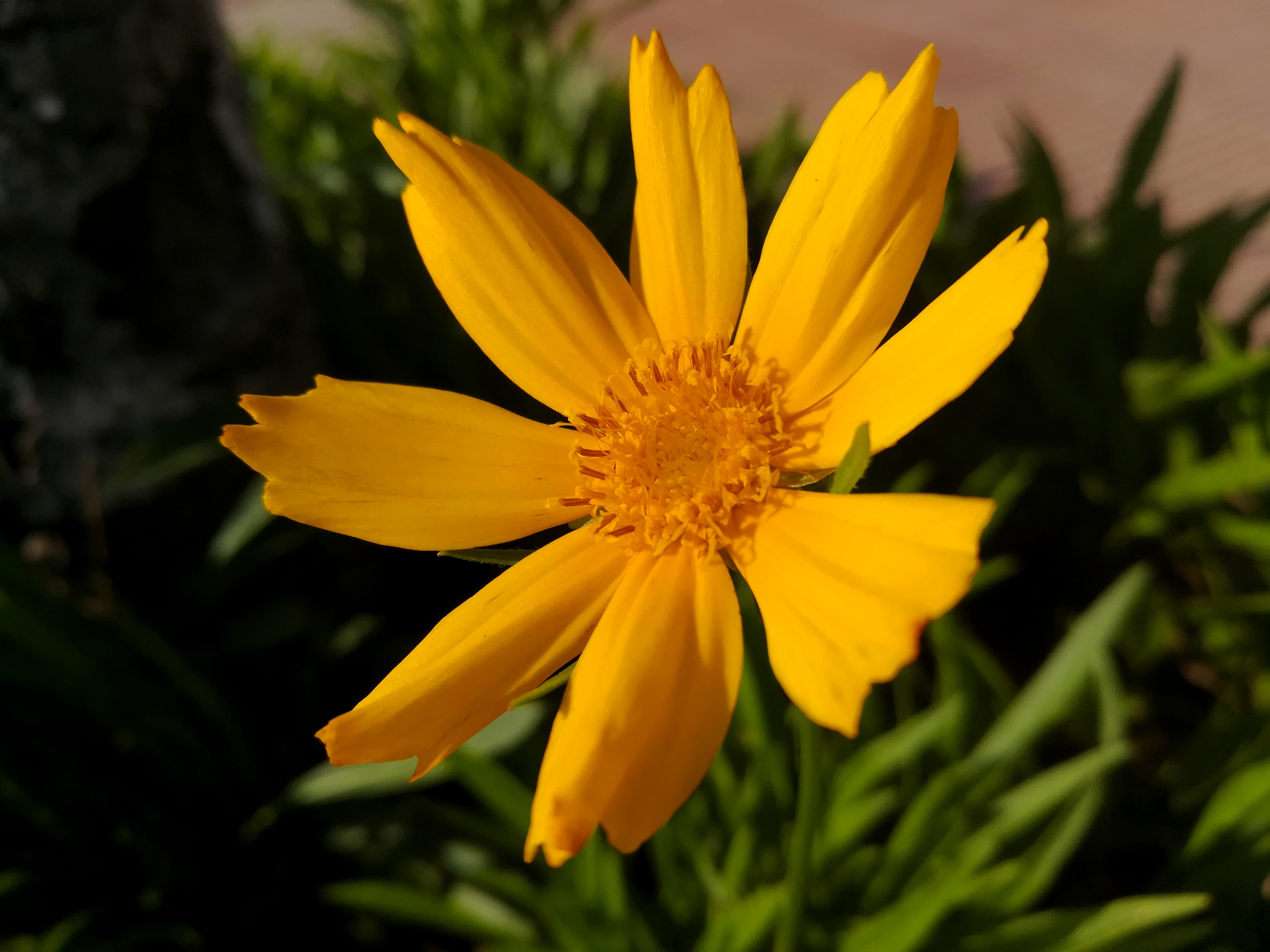 HUAWEI MATE 9 LITE sample photo. Yellow flower photography