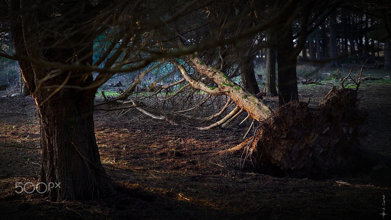 Canon EF 300mm F2.8L IS II USM sample photo. Fallen photography
