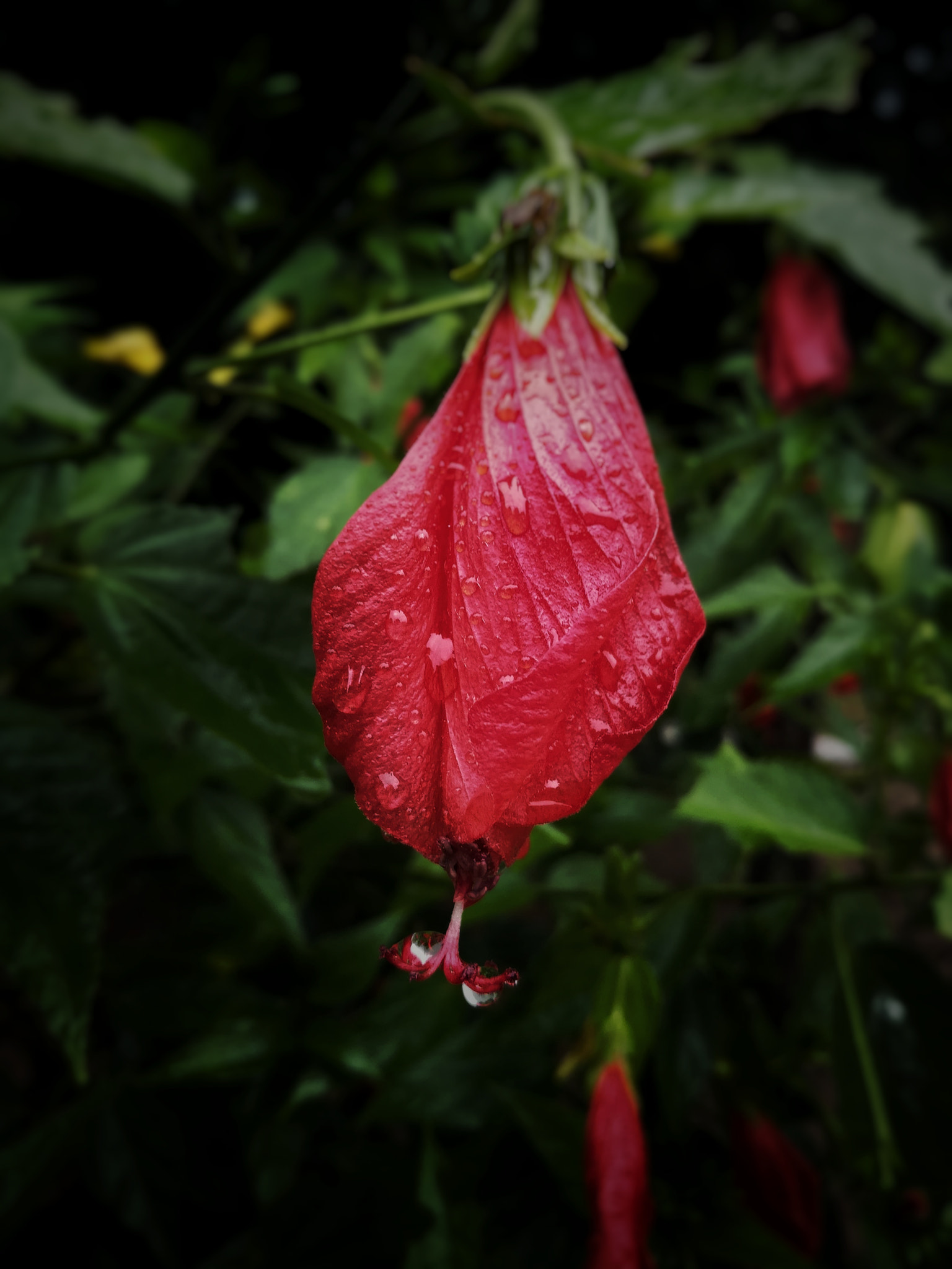 HUAWEI MATE 9 LITE sample photo. Red macro photography