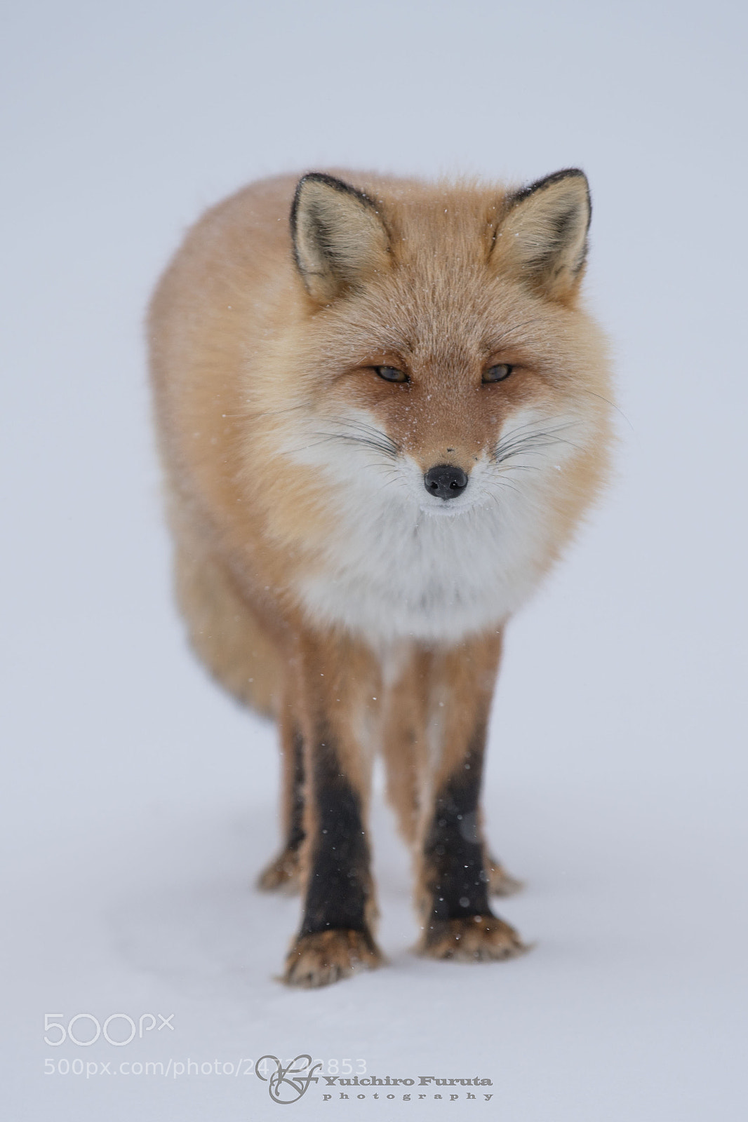 Sony a7R III sample photo. Ezo red fox photography