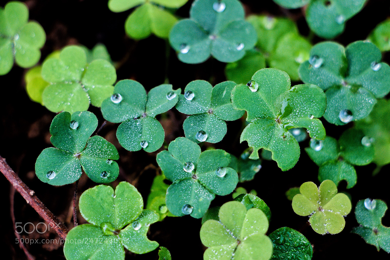 Canon EOS 700D (EOS Rebel T5i / EOS Kiss X7i) sample photo. Green clovers photography