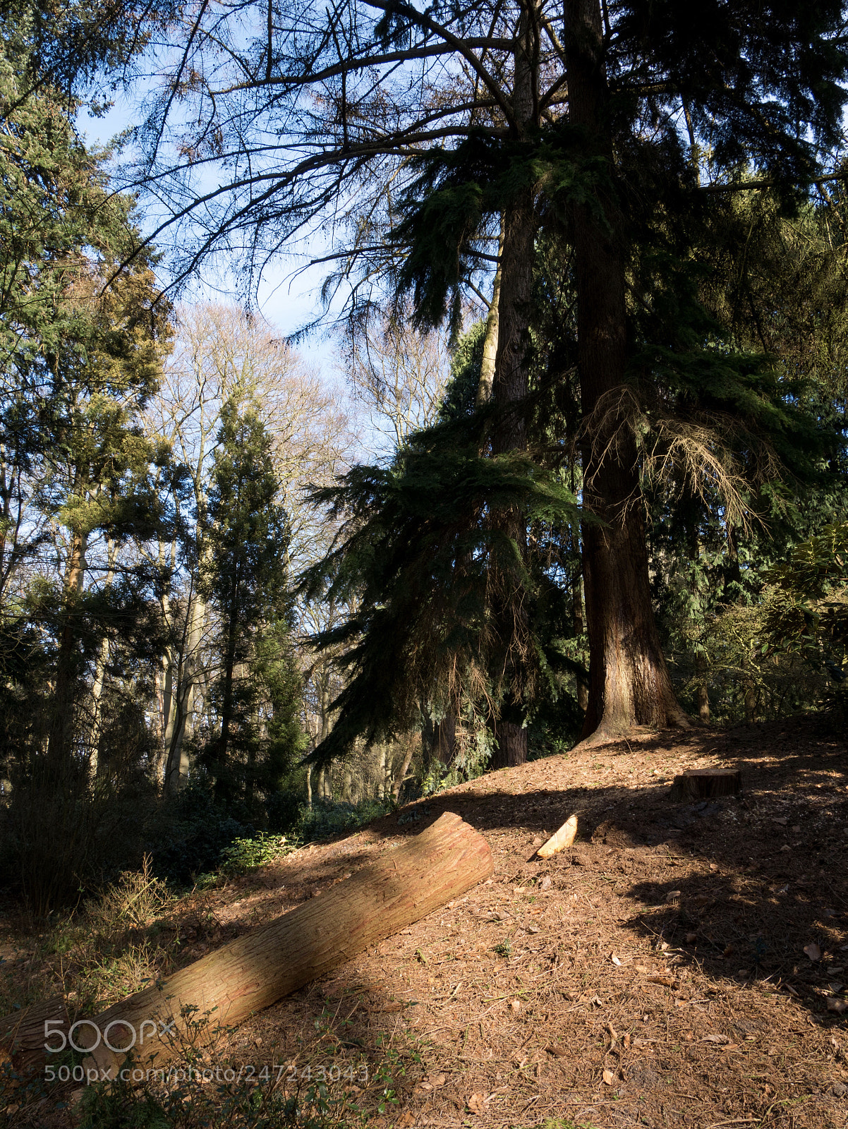 Panasonic Lumix DMC-G85 (Lumix DMC-G80) sample photo. Sunny forest hill photography