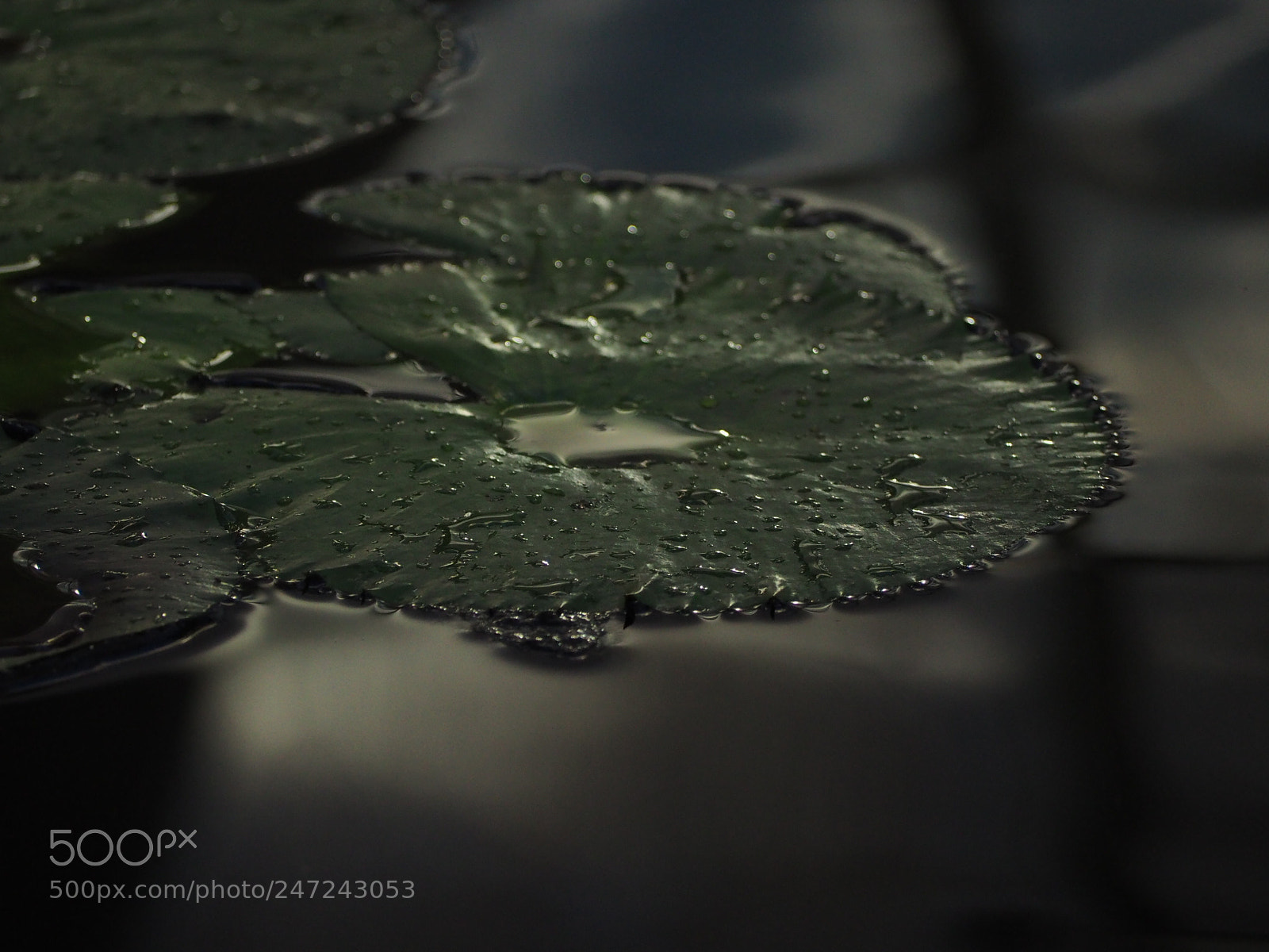 Olympus OM-D E-M10 II sample photo. Drops photography