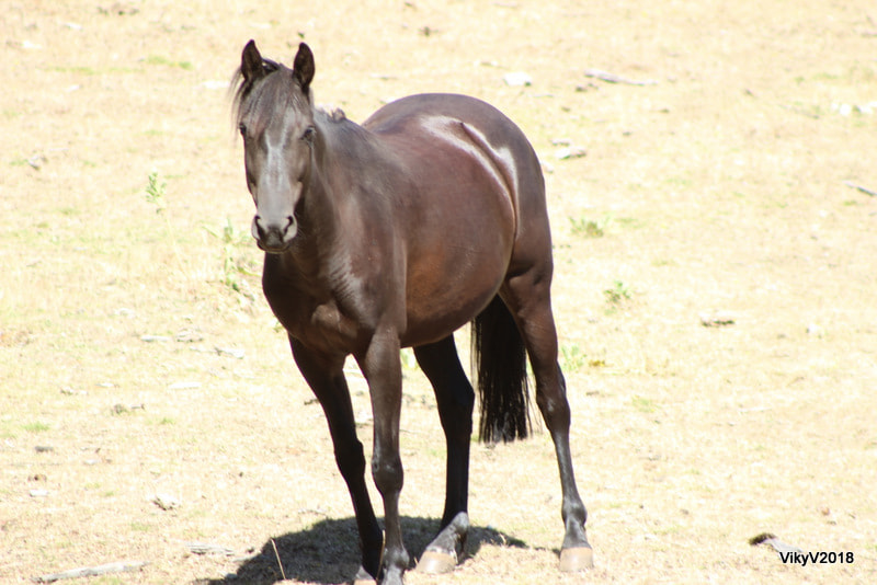 EF75-300mm f/4-5.6 sample photo. Horse photography