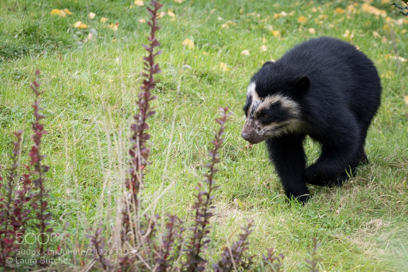 Canon EOS 80D sample photo. Andean bear cub at photography