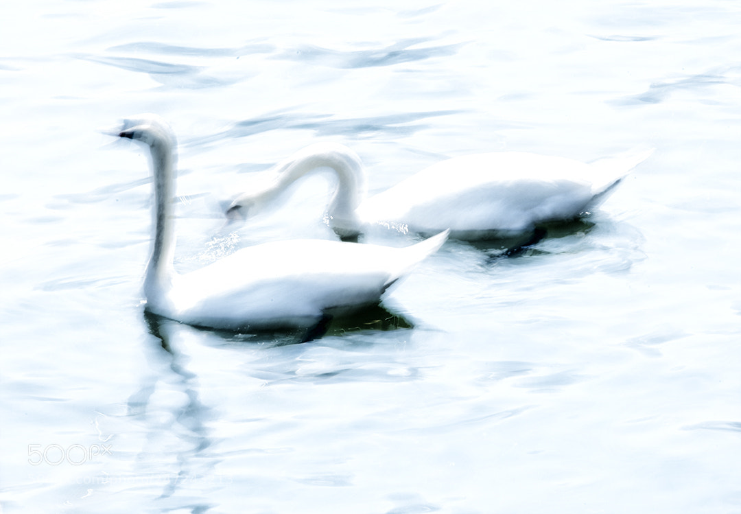 Canon EOS 5DS R sample photo. Swans photography