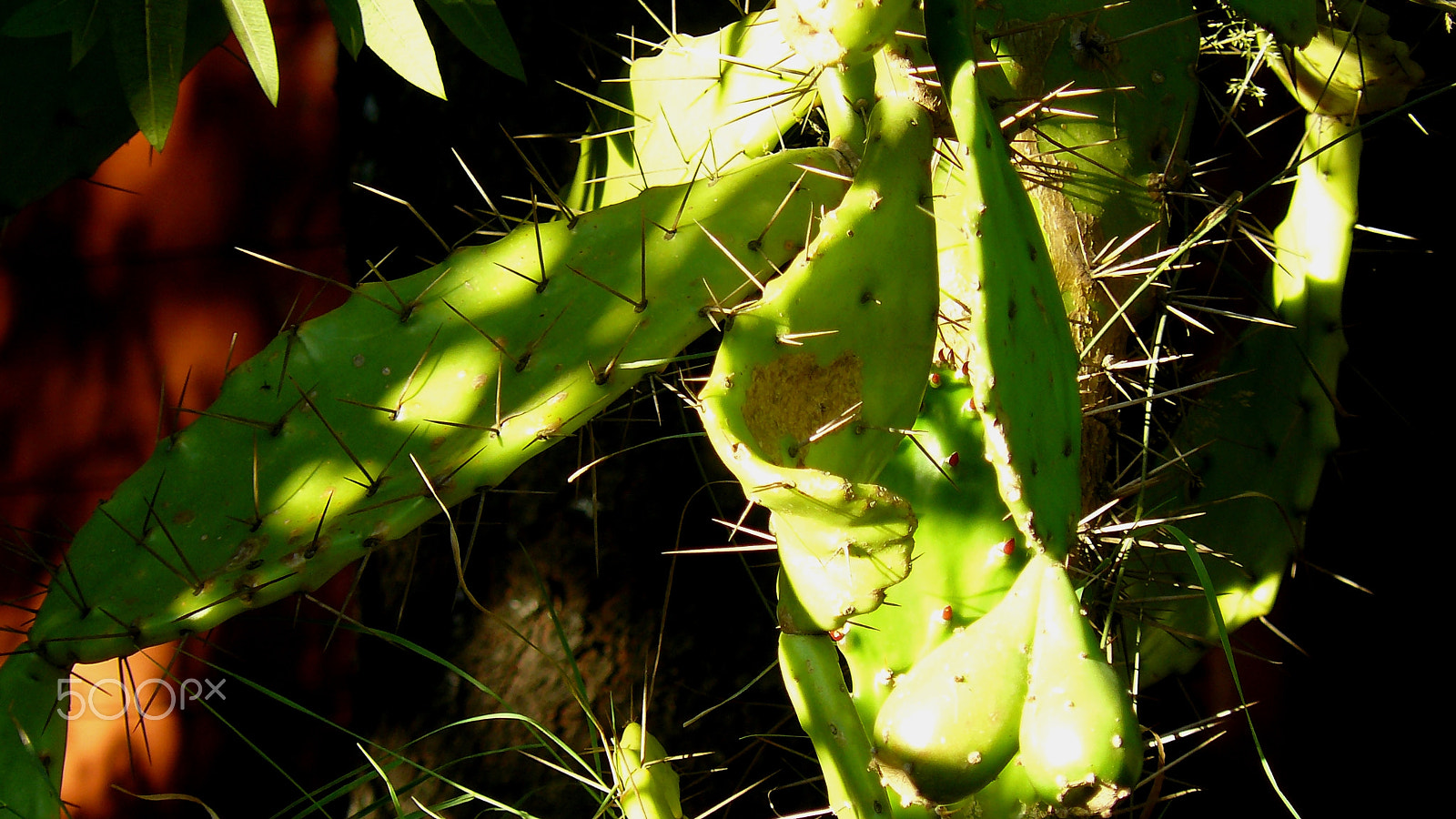Panasonic DMC-FZ8 sample photo. Prickly photography