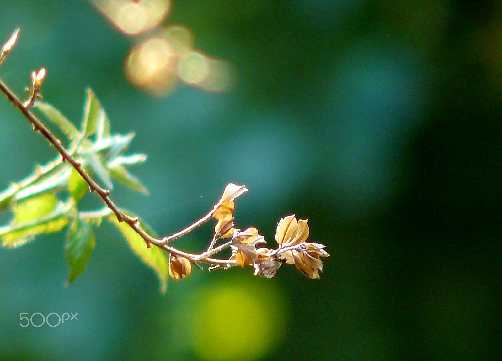 Panasonic DMC-FZ8 sample photo. Brown branch photography