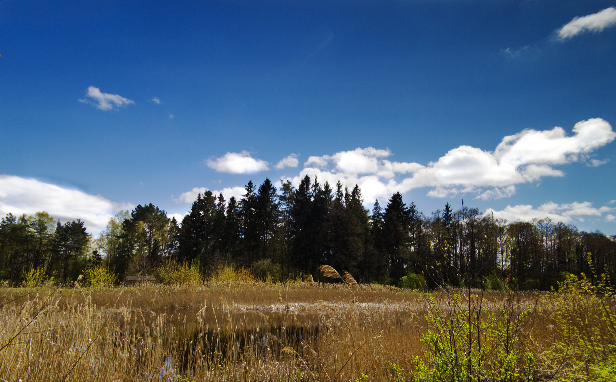 Olympus PEN E-PL2 sample photo. Forest photography