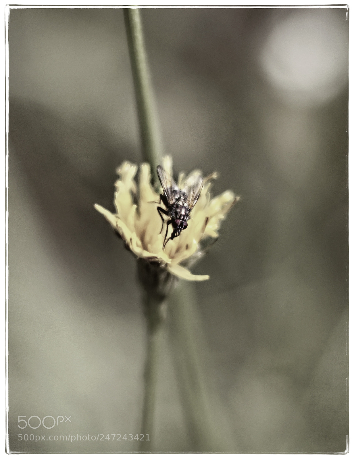Canon EOS 50D sample photo. Untitled photography