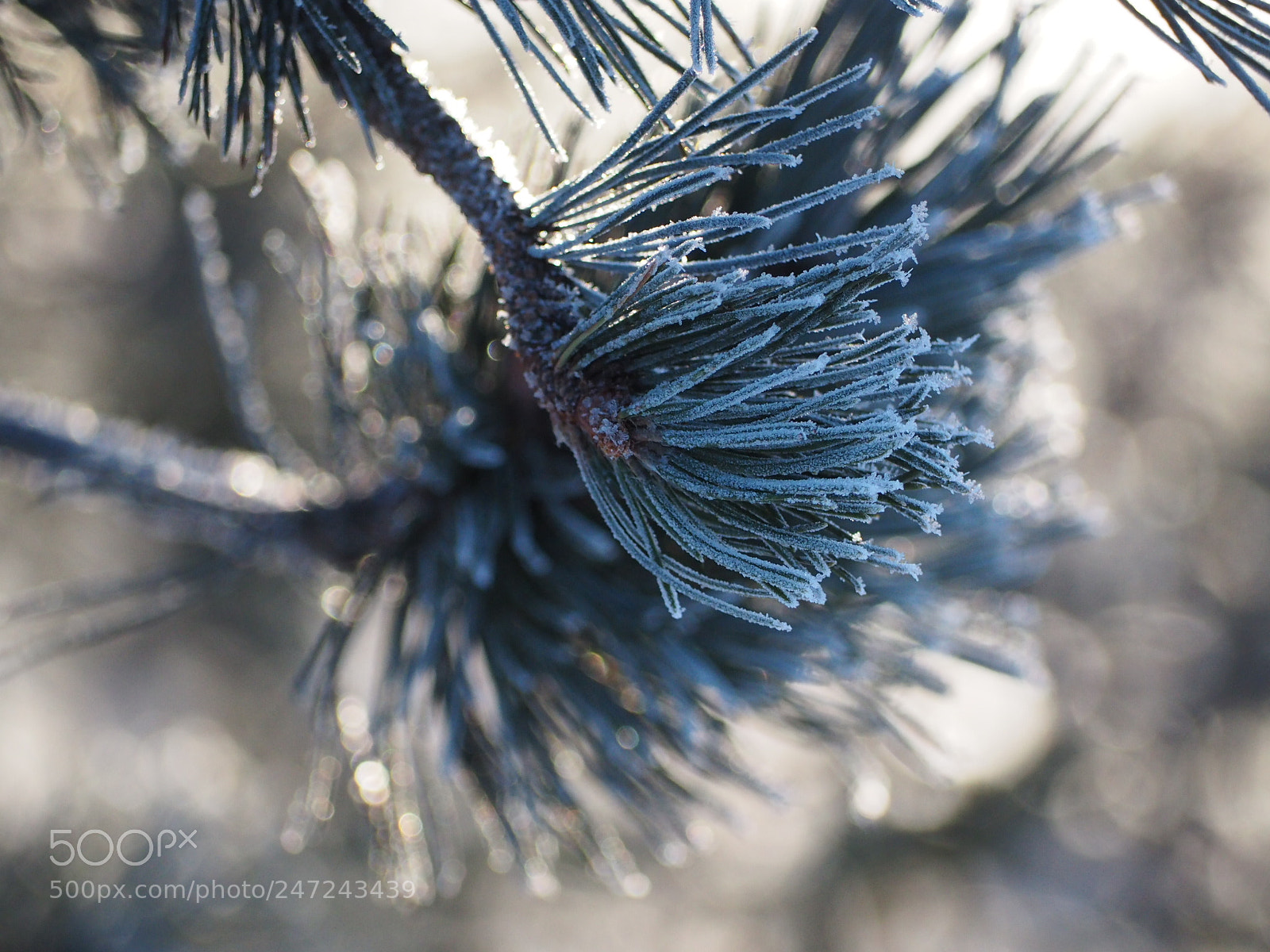 Olympus OM-D E-M10 II sample photo. Frozen pine photography