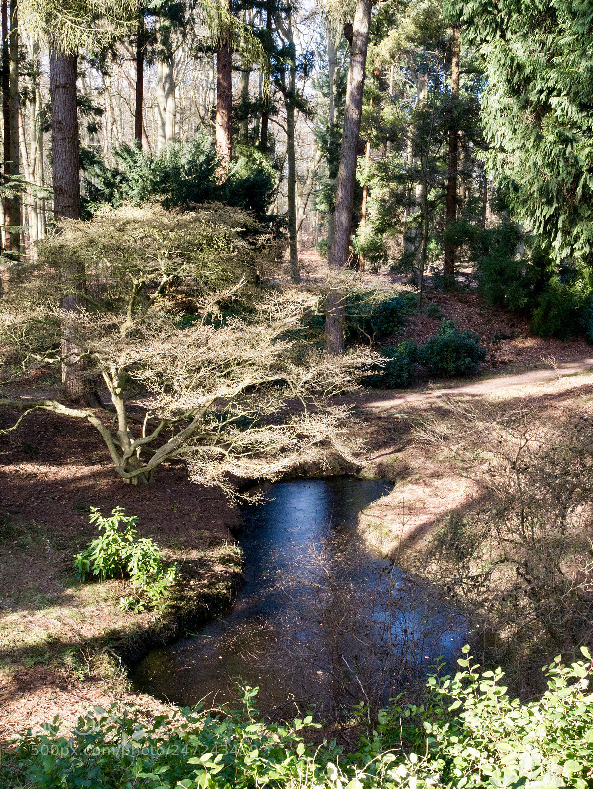 Panasonic Lumix DMC-G85 (Lumix DMC-G80) sample photo. Sunny forest pond photography