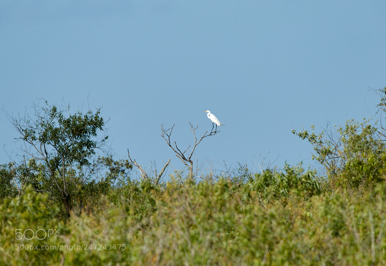 Canon EOS-1D X Mark II sample photo. 02-24-18-0005025.jpg photography