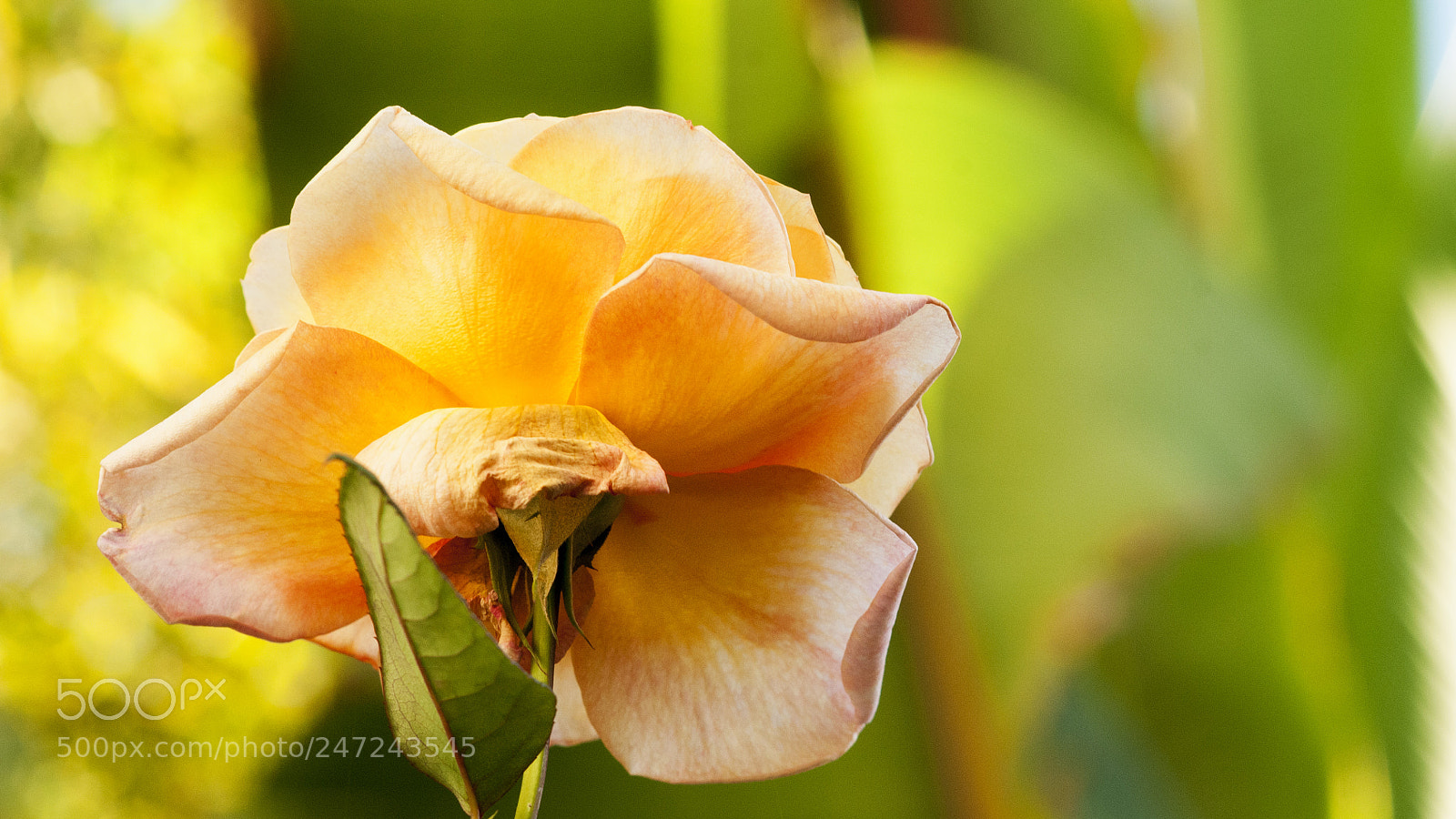 Nikon D300S sample photo. Youth photography