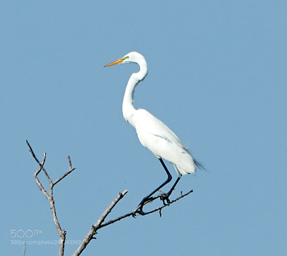 Canon EOS-1D X Mark II sample photo. 02-24-18-0005032.jpg photography