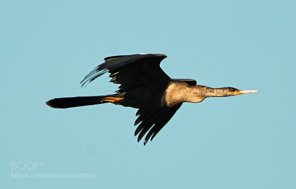 Canon EOS-1D X Mark II sample photo. 02-24-18-0005038.jpg photography