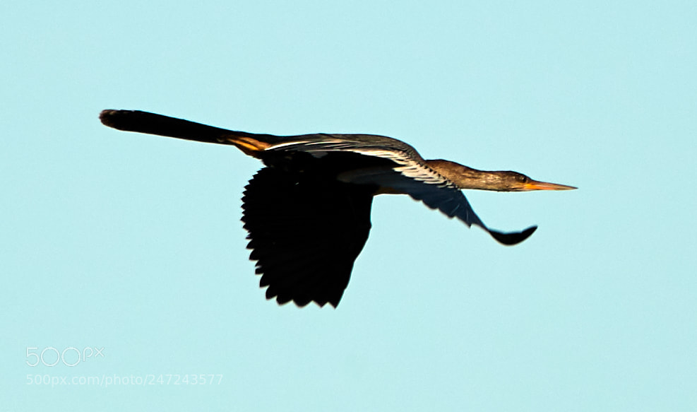 Canon EOS-1D X Mark II sample photo. 02-24-18-0005035.jpg photography