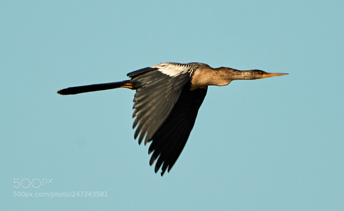 Canon EOS-1D X Mark II sample photo. 02-24-18-0005036.jpg photography