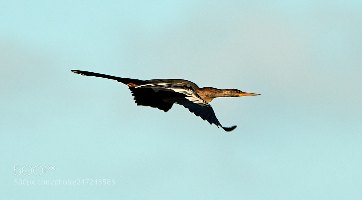 Canon EOS-1D X Mark II sample photo. 02-24-18-0005034.jpg photography