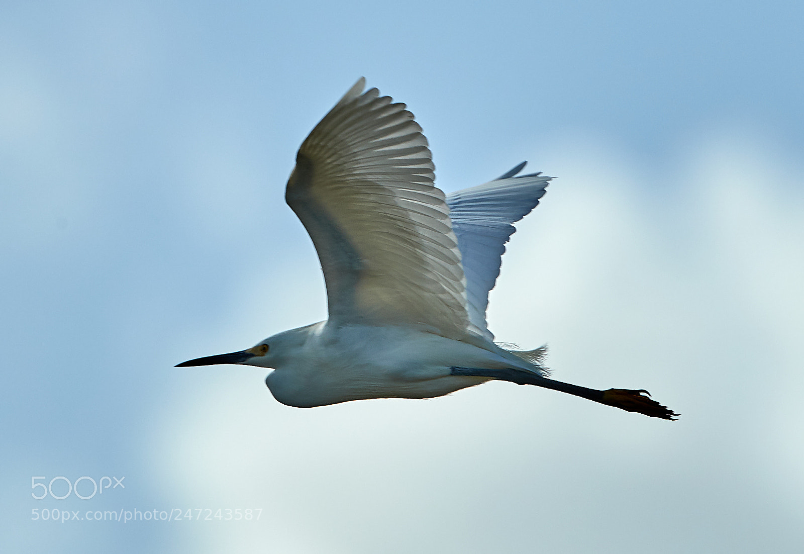Canon EOS-1D X Mark II sample photo. 02-24-18-0005041.jpg photography