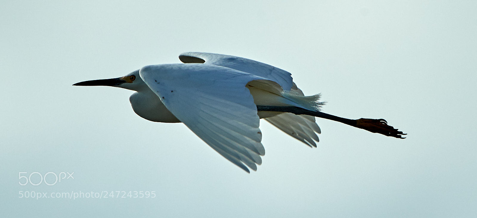 Canon EOS-1D X Mark II sample photo. 02-24-18-0005043.jpg photography