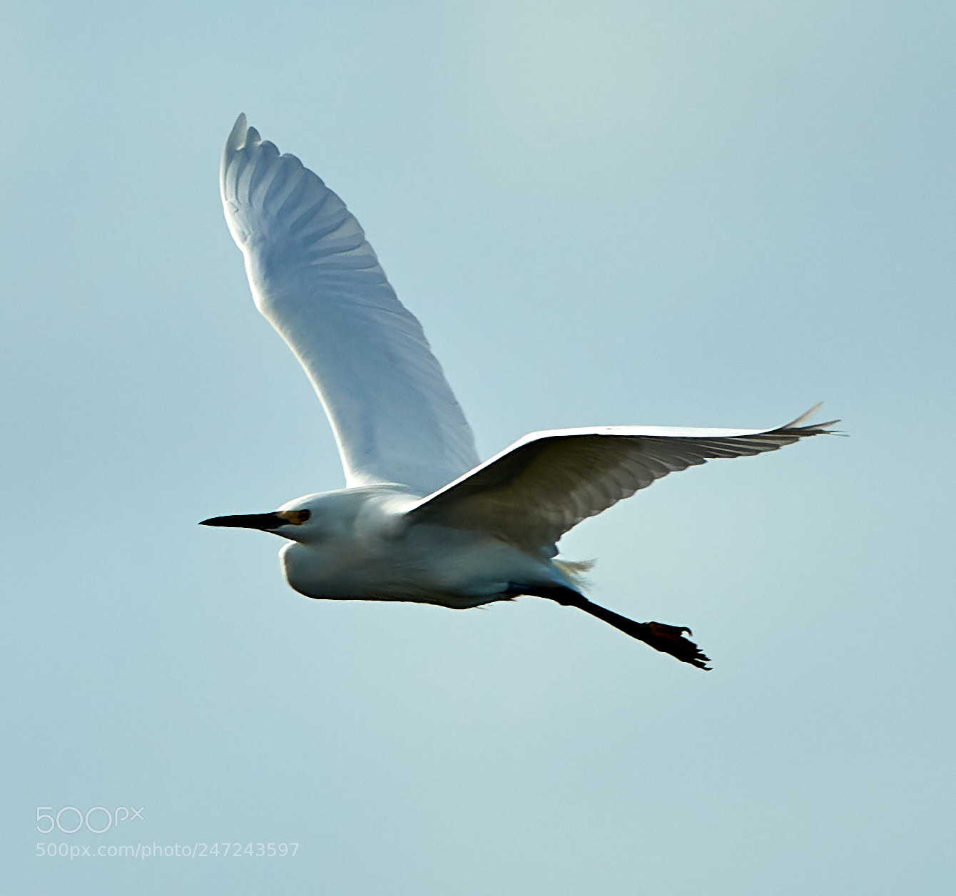 Canon EOS-1D X Mark II sample photo. 02-24-18-0005056 1.jpg photography