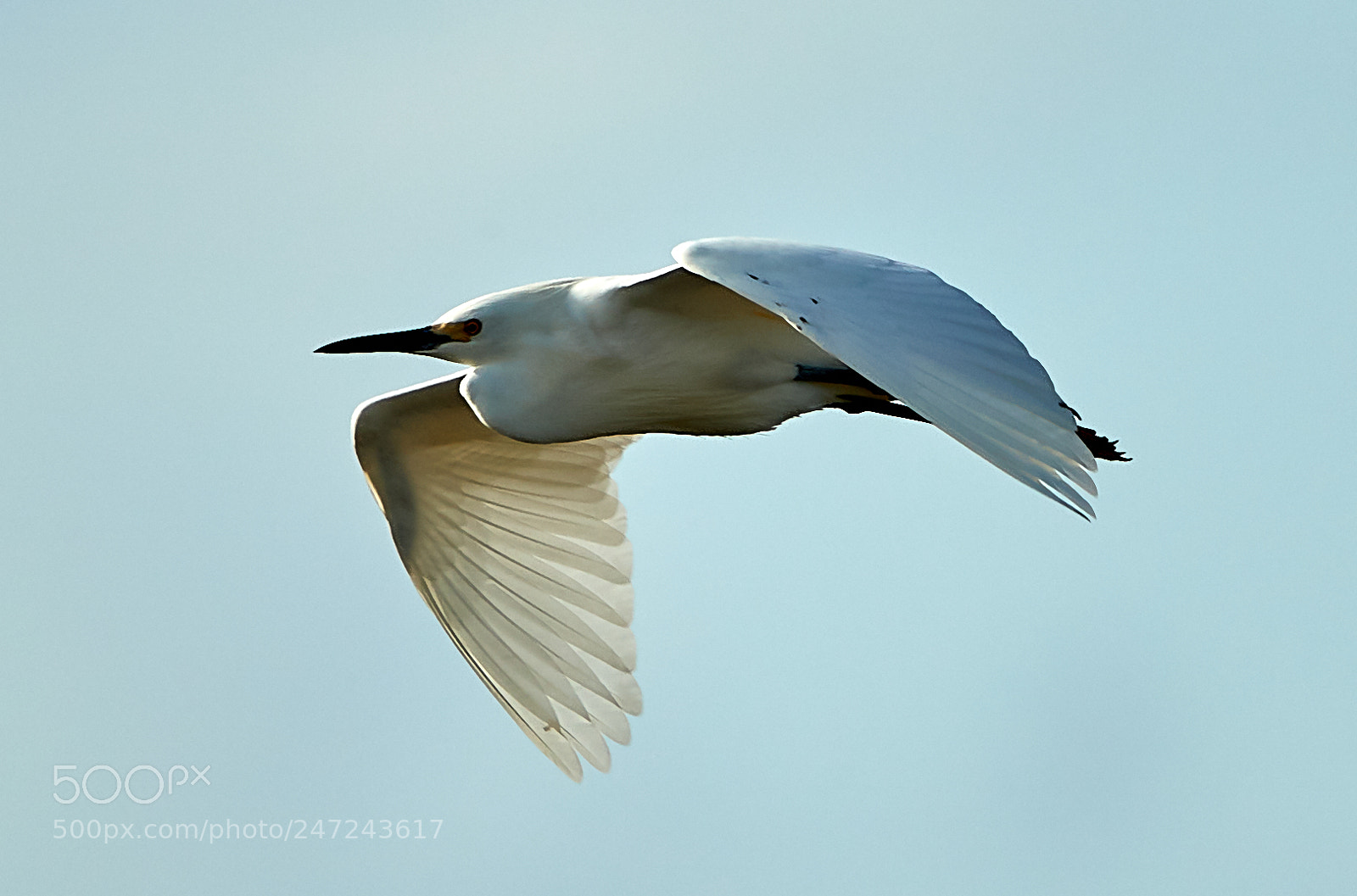 Canon EOS-1D X Mark II sample photo. 02-24-18-0005053 1.jpg photography