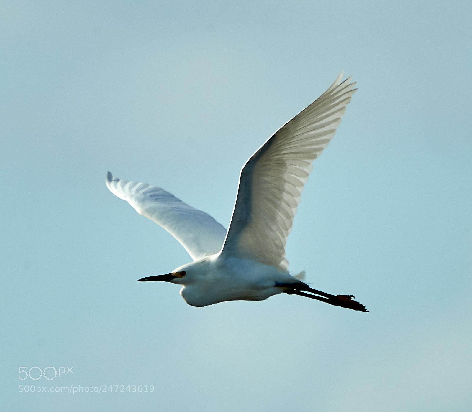 Canon EOS-1D X Mark II sample photo. 02-24-18-0005054 1.jpg photography