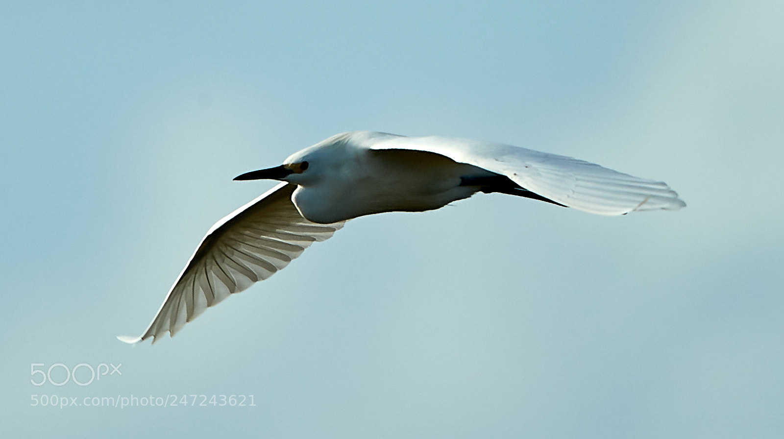 Canon EOS-1D X Mark II sample photo. 02-24-18-0005055 1.jpg photography