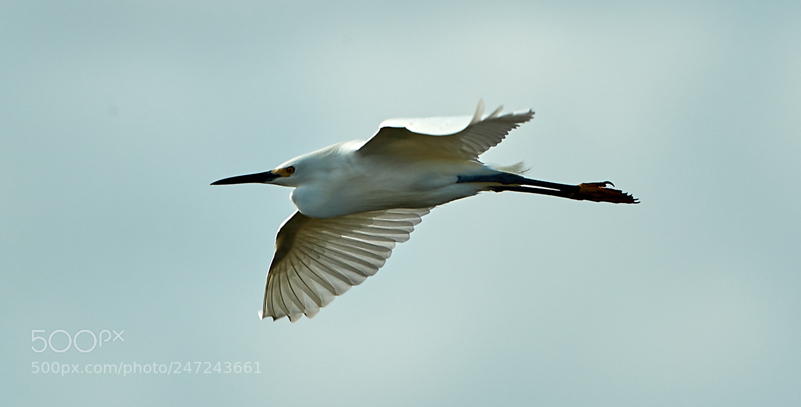 Canon EOS-1D X Mark II sample photo. 02-24-18-0005052 1.jpg photography