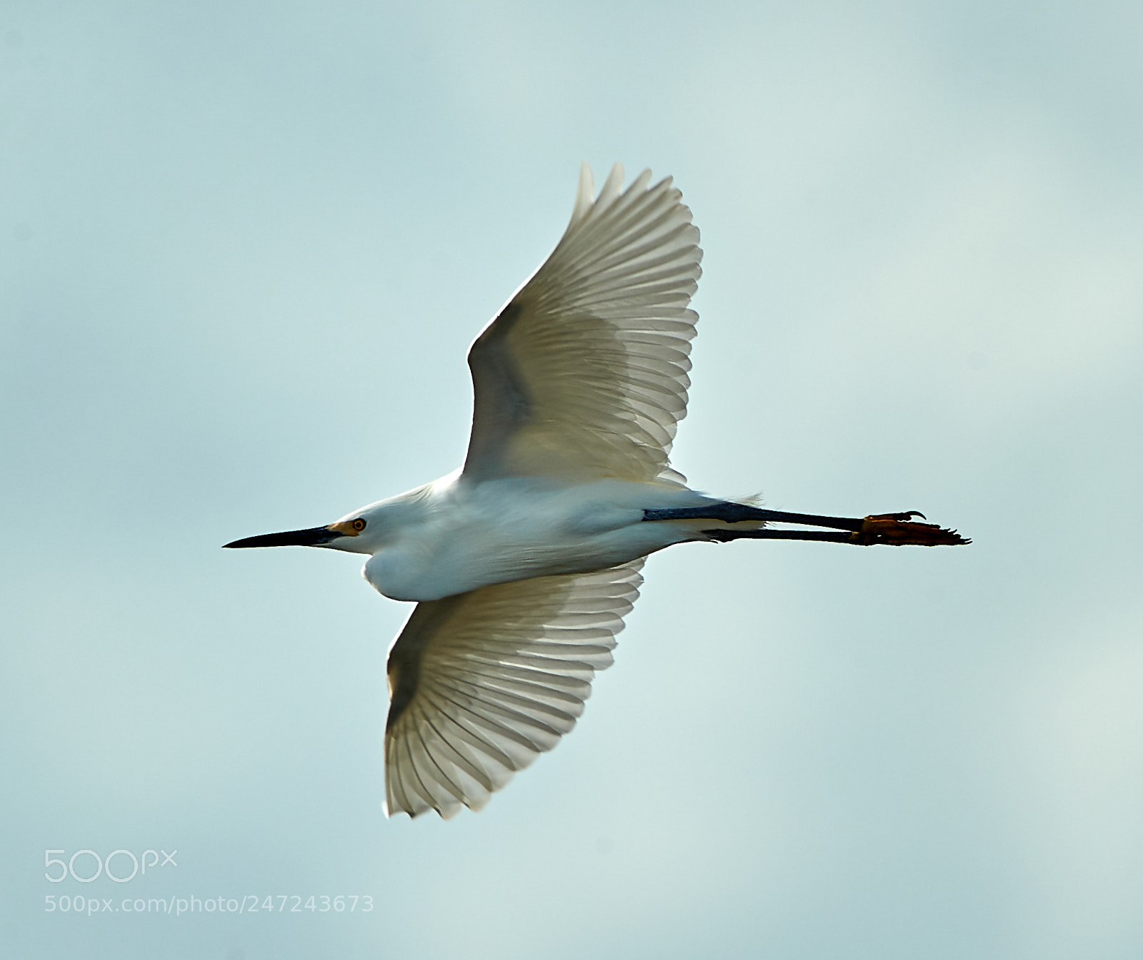 Canon EOS-1D X Mark II sample photo. 02-24-18-0005049 1.jpg photography