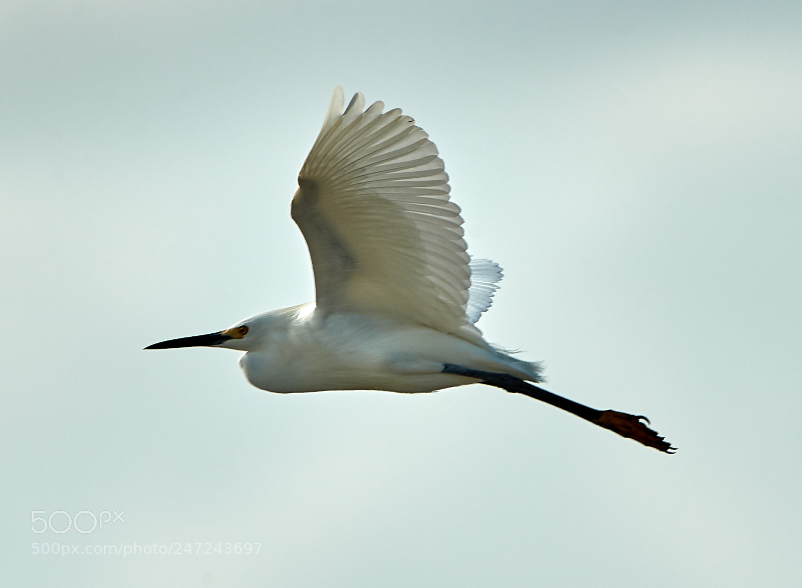Canon EOS-1D X Mark II sample photo. 02-24-18-0005048 1.jpg photography