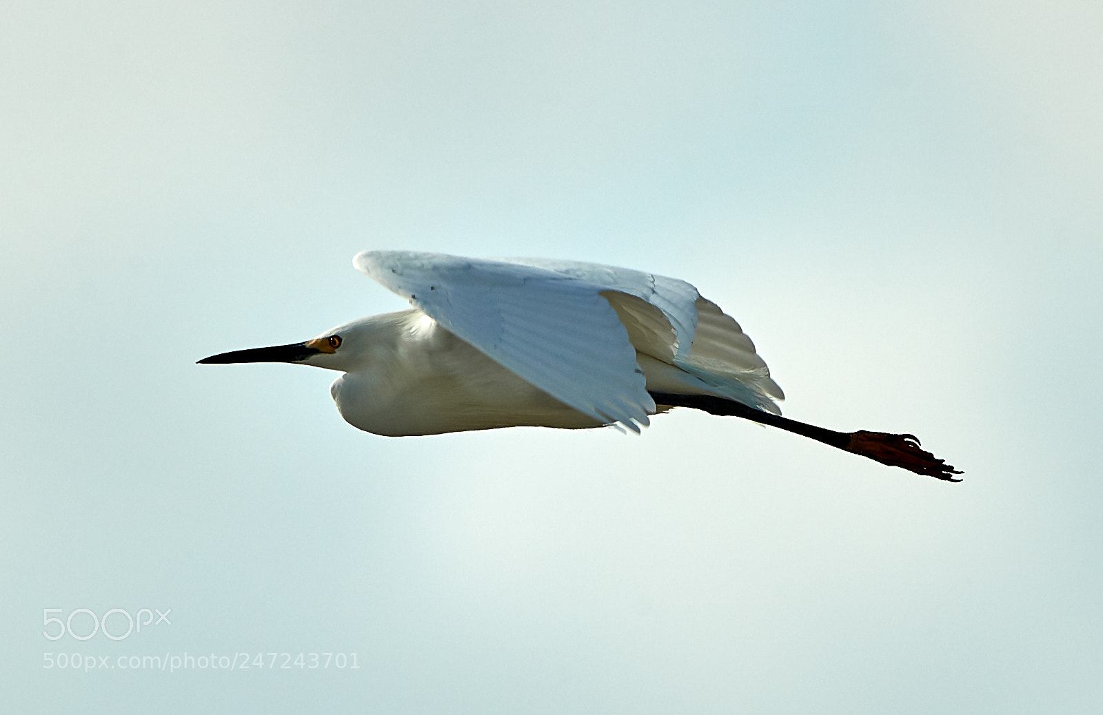 Canon EOS-1D X Mark II sample photo. 02-24-18-0005047 1.jpg photography