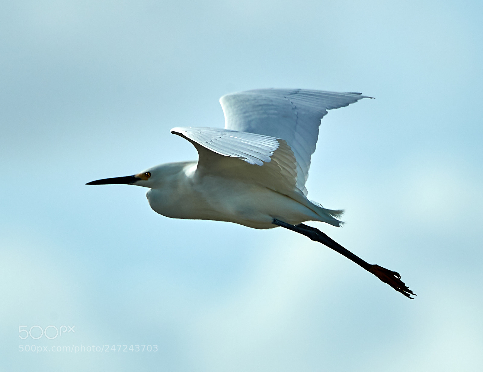 Canon EOS-1D X Mark II sample photo. 02-24-18-0005046 1.jpg photography